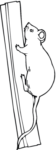 Climbing rat coloring book